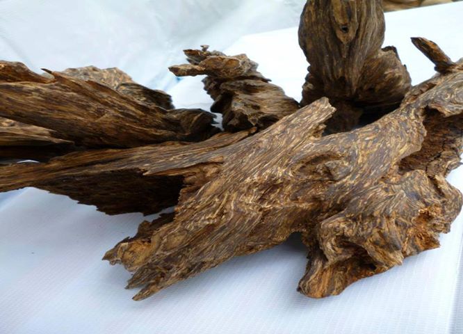 Trầm là gì,Kỳ nam là gì,Trầm hương là gì,Trầm,Kỳ,Trầm hương,Kỳ nam,Trầm và kỳ,Trầm hương và Kỳ nam,Phân biệt trầm và kỳ,Cách phân biệt trầm và kỳ,phân biệt trầm hương và kỳ nam,cách phân biệt trầm và kỳ,trầm có mấy loại,trầm hương có mấy loại,kỳ nam có mấy loại,các loại trầm hương,các loại kỳ nam,nhất bạch nhị thanh tam huỳnh tứ hắc,công dụng của trầm hương,tác dụng của trầm hương