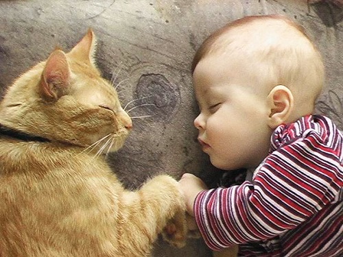 những hình ảnh sẽ khiến bạn thấy được tình bạn giữa con trẻ và mèo,Mèo là một người bạn tuyệt vời của con trẻ,Mèo dịu dàng an ủi em bé khi buồn,Mèo luôn là người bạn dịu dàng nhất với bé,Giữa bé và mèo luôn có một sợi dây gắn kết
