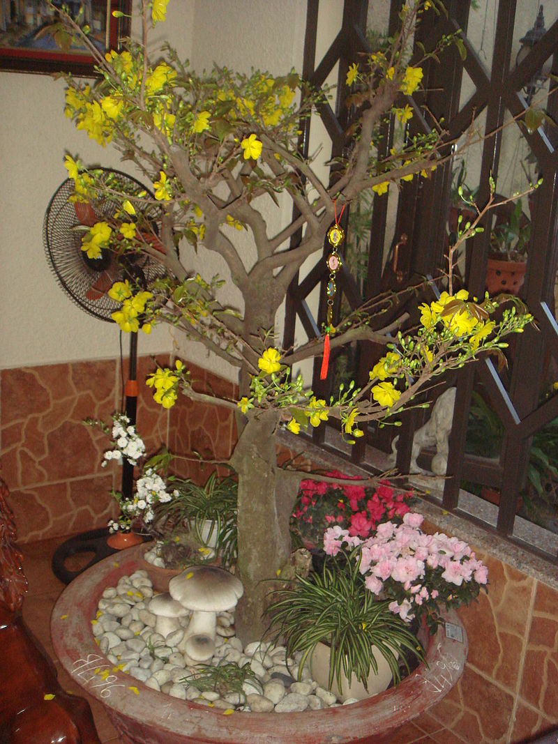Hoa mai ngày Tết