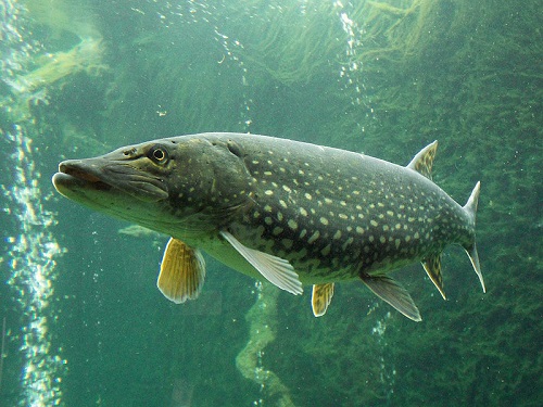Cá chó,Esox