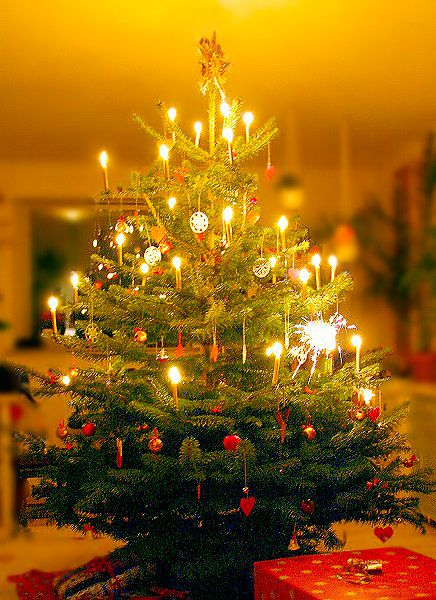Cây Giáng sinh,cây thông Noel,cây thông Noel,cây thông Nô-en