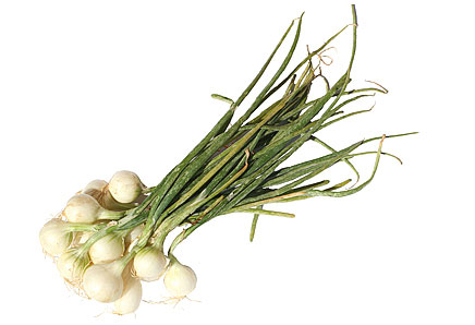Hành tăm,Bụi nén