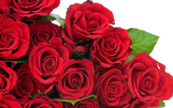 Hoa hồng,Ngày 20/10 nên tặng hoa gì cho chị em phụ nữ,tặng hoa gì cho chị em phụ nữ ngày 20 tháng 10,Ngày 20/10 tặng hoa gì,tặng hoa ngày Phụ nữ Việt Nam,ngày Phụ nữ Việt Nam 20/10