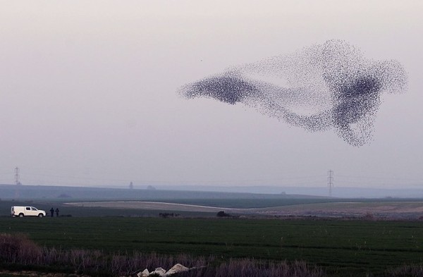 Ngày Chim di cư ngày Thế giới,WMBD,World Migratory Bird Day