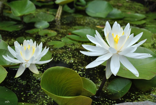 hoa súng,Hoa súng trắng