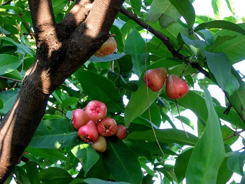 Quả roi