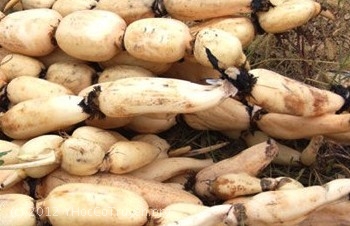 Ngó sen là gì,ngó sen,thân rễ cây sen,củ sen,công dụng của ngó sen,tác dụng của ngó sen,ngó sen dùng làm thuốc,các bài thuốc từ ngó sen
