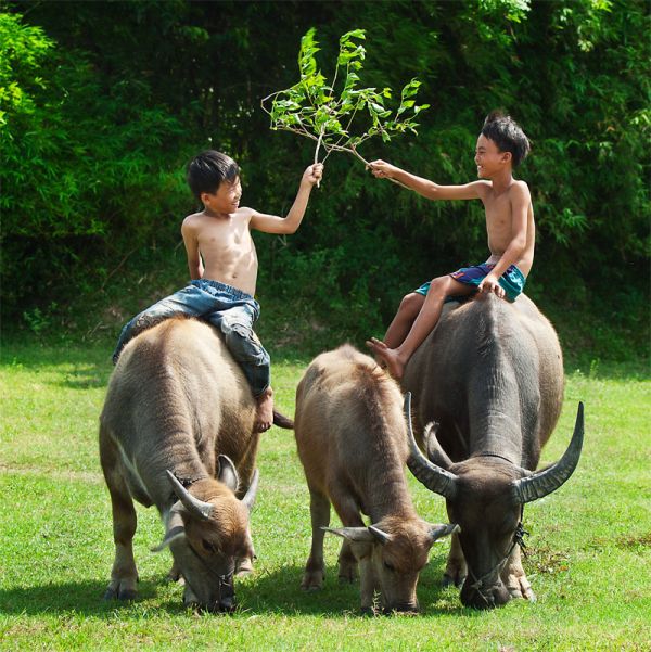 Sửu nhi là gì,trẻ trâu là gì,sửu nhi,trẻ trâu,ý nghĩa của từ sửu nhi,sửu nhi nghĩa là gì,trẻ chăn trâu,trẻ cưỡi trâu,chăn trâu,cưỡi trâu