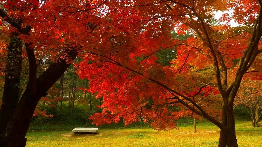 Mùa thu Hàn Quốc ngập tràn lá đỏ,Mùa thu lá đỏ,mùa thu Hàn Quốc,hình ảnh mùa thu Hàn Quốc,mùa thu vàng,con đường mùa thu,phong cảnh mùa thu,lá vàng mùa thu,lá đỏ mùa thu