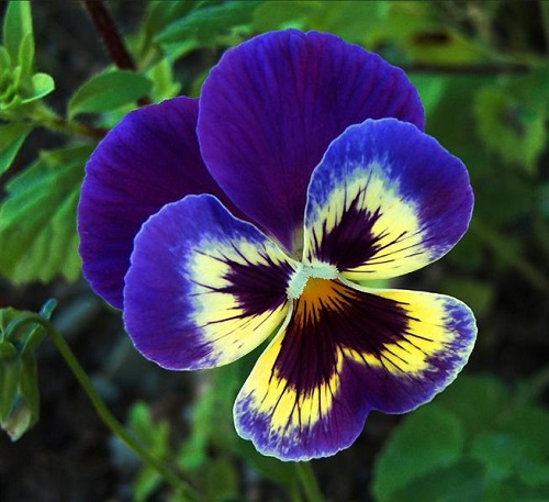 Cây hoa Păng xê còn có tên gọi khác như hoa bướm, tử la lan, hoa pensee, hoa pansy, hoa panse, cây hoa bươm bướm