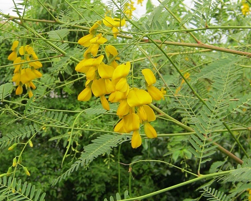Hoa điên điển,bông điên điển,hoa điền thanh,điền thanh thân tía,điền thanh bụi,Sesbania sesban