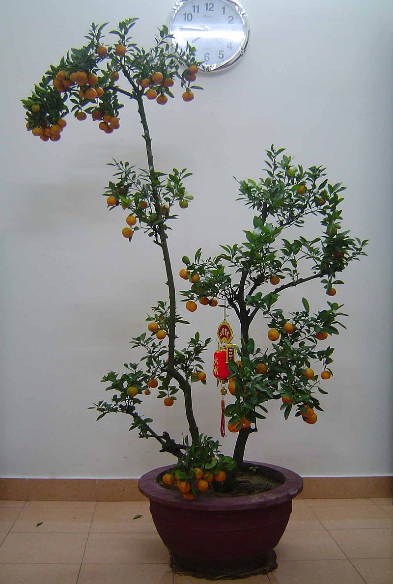 Cây quất đặt trong phòng khách.