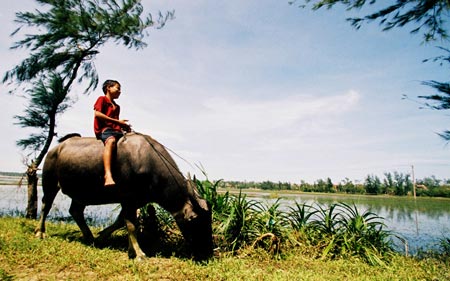 Sửu nhi là gì,trẻ trâu là gì,sửu nhi,trẻ trâu,ý nghĩa của từ sửu nhi,sửu nhi nghĩa là gì,trẻ chăn trâu,trẻ cưỡi trâu,chăn trâu,cưỡi trâu