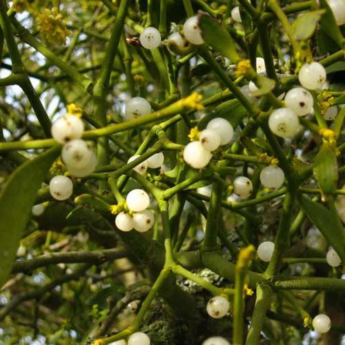 Tầm gửi,công dụng của cây tầm gửi