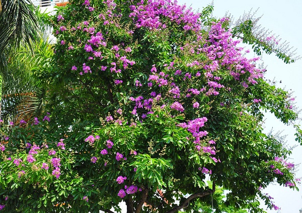Hoa bằng lăng,cây bằng lăng,bằng lăng tím
