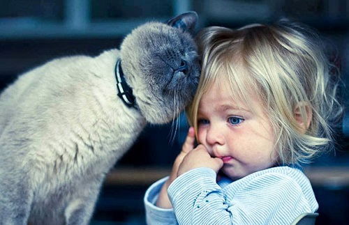 những hình ảnh sẽ khiến bạn thấy được tình bạn giữa con trẻ và mèo,Mèo là một người bạn tuyệt vời của con trẻ,Mèo dịu dàng an ủi em bé khi buồn,Mèo luôn là người bạn dịu dàng nhất với bé,Giữa bé và mèo luôn có một sợi dây gắn kết