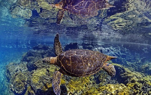 Bộ ảnh tuyệt đẹp về cuộc sống dưới nước vùng đảo Galapagos,Chú sư tử biển vui tươi tạo dáng,chú rùa tò mò lướt qua ống kính,những bức ảnh dưới nước tuyệt đẹp để lộ ra cái nhìn khác về quần đảo Galapagos