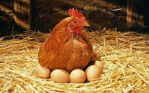 trứng có trước hay gà có trước,quả trứng và con gà cái nào có trước,quả trứng và con gà,gà hay trứng ra trước,trứng và gà cái nào có trước