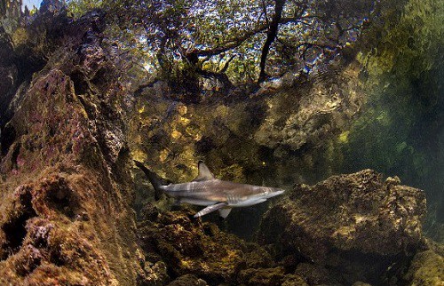 Bộ ảnh tuyệt đẹp về cuộc sống dưới nước vùng đảo Galapagos,Chú sư tử biển vui tươi tạo dáng,chú rùa tò mò lướt qua ống kính,những bức ảnh dưới nước tuyệt đẹp để lộ ra cái nhìn khác về quần đảo Galapagos