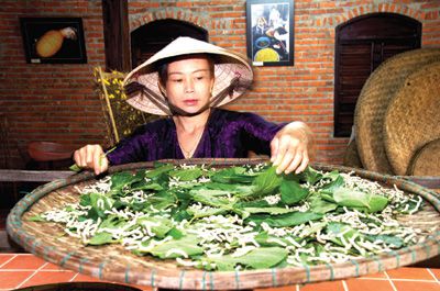 Trăm dâu đổ đầu tằm nghĩa là gì,trăm dâu đổ đầu tằm,ý nghĩa trăm dâu đổ đầu tằm,thành ngữ trăm dâu đổ đầu tằm,nong tằm