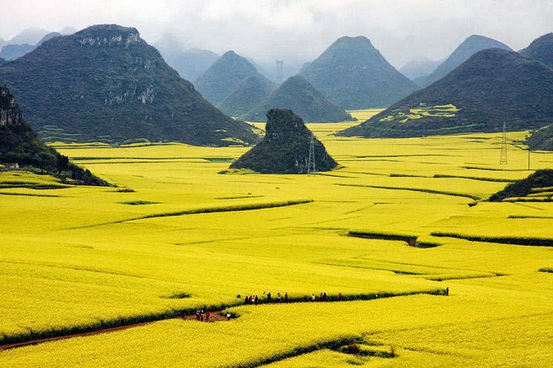 Những cảnh đẹp đến ngỡ ngàng ở Trung Quốc,Phong cảnh Trung Quốc,Cảnh đẹp Trung Quốc,Cánh đồng hoa cải