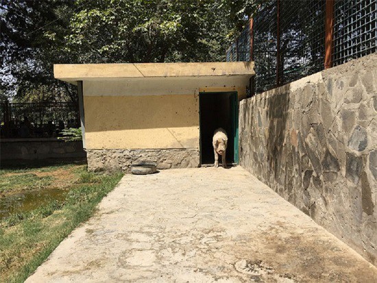 Con lợn duy nhất tại Afghanistan,Lợn Khanzir,Con lợn
