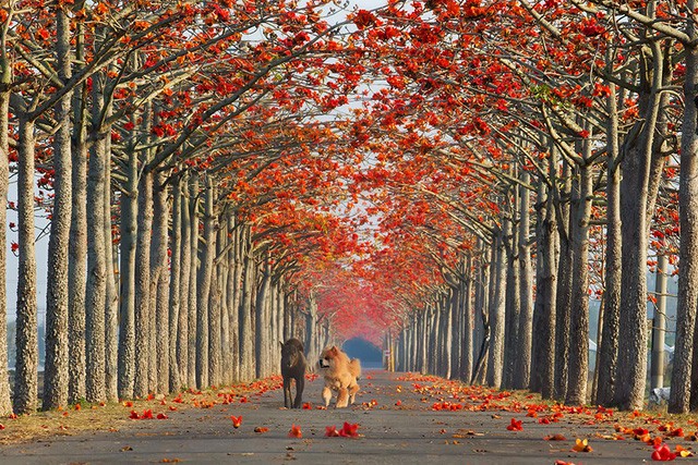 Con đường đẹp,Con đường lãng mạn,Con đường tình yêu,Con đường