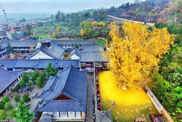 Cây ngân hạnh,Ngân hạnh