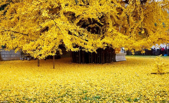 Mùa thu rụng lá,Mùa thu phủ vàng,Cây ngân hạnh,Ngân hạnh,Lãng mạn