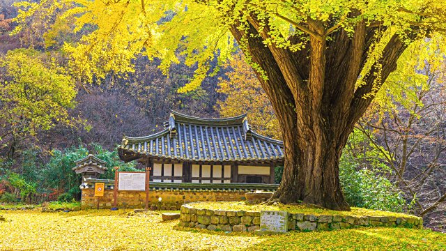 Mùa thu rụng lá,Mùa thu phủ vàng,Cây ngân hạnh,Ngân hạnh,Lãng mạn