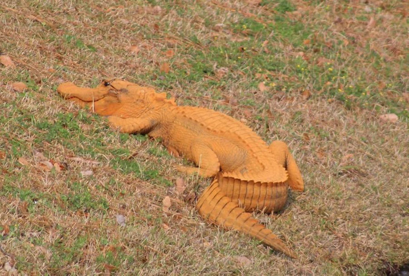 Cá sấu mầu cam