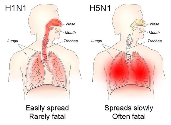 H5N1 là gì,Virút H5N1 là gì,virus cúm gia cầm H5N1 là gì,virus cúm gia cầm H5N1,tác hại của H5N1,triệu chứng của H5N1,phòng ngừa H5N1,Điều trị H5N1