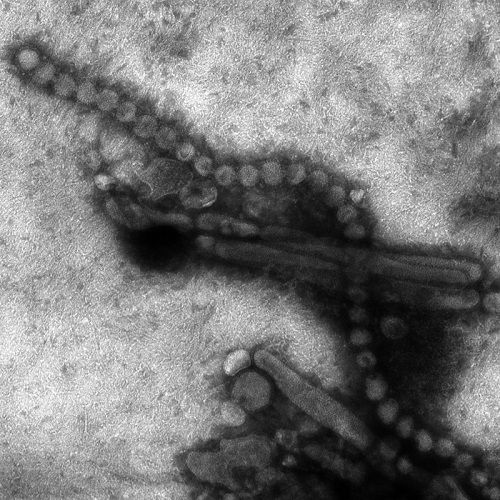 Cúm A H7N9 là gì,Cúm A H7N9,Virus cúm A phân nhóm H7N9,H7N9