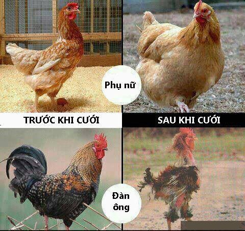 Tốt mái hại trống là gì,tốt mái hại trống có nghĩa là gì,tốt mái hại trống