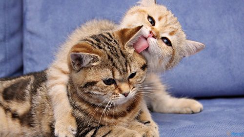 la liếm là gì,người la liếm có biểu hiện như nào,thế nào là la liếm,la liếm