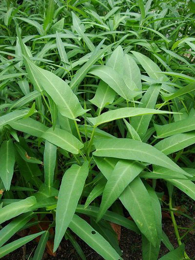 Rau muống,Ipomoea aquatica