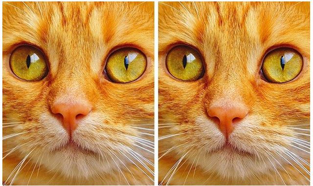 Đố vui tinh mắt,Tìm điểm khác nhau giữa hai bức tranh,Lazi.vn