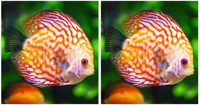 Đố vui tinh mắt,Tìm điểm khác nhau giữa hai bức tranh,Lazi.vn