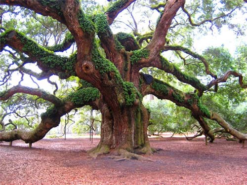 Cây sồi,quercus