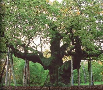 Cây sồi,quercus