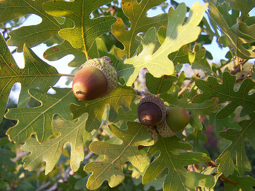 Cây sồi,quercus
