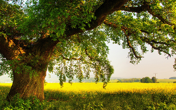 Cây sồi,quercus