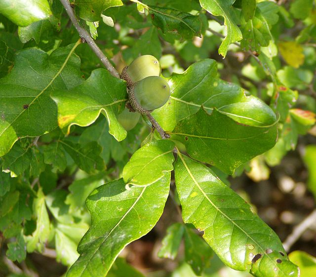 Cây sồi,quercus