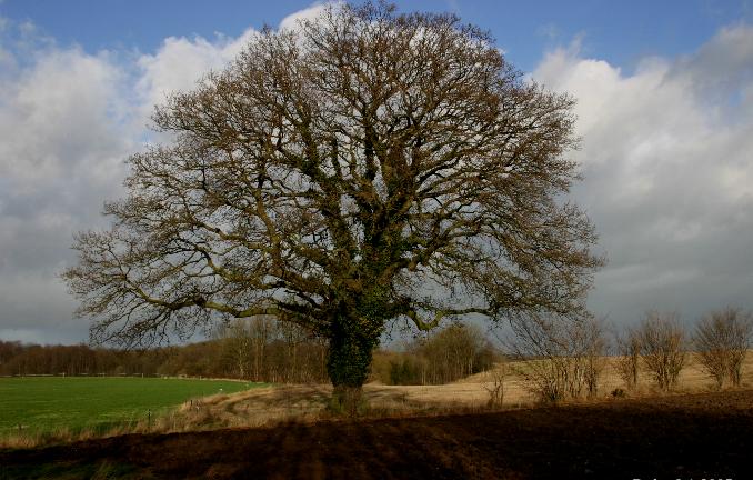 Cây sồi,quercus