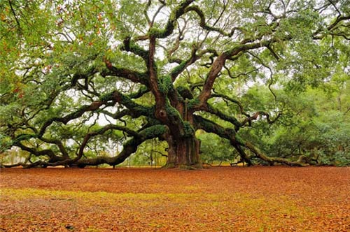 Cây sồi,quercus,cây sồi thần tiên