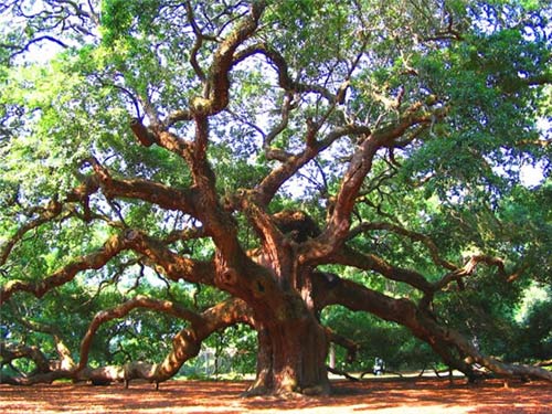Cây sồi,quercus,cây sồi thần tiên