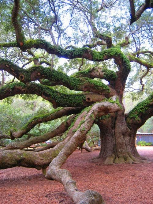 Cây sồi,quercus,cây sồi thần tiên