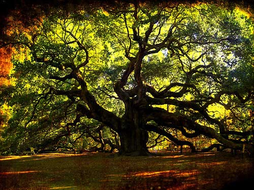Cây sồi,quercus,cây sồi thần tiên
