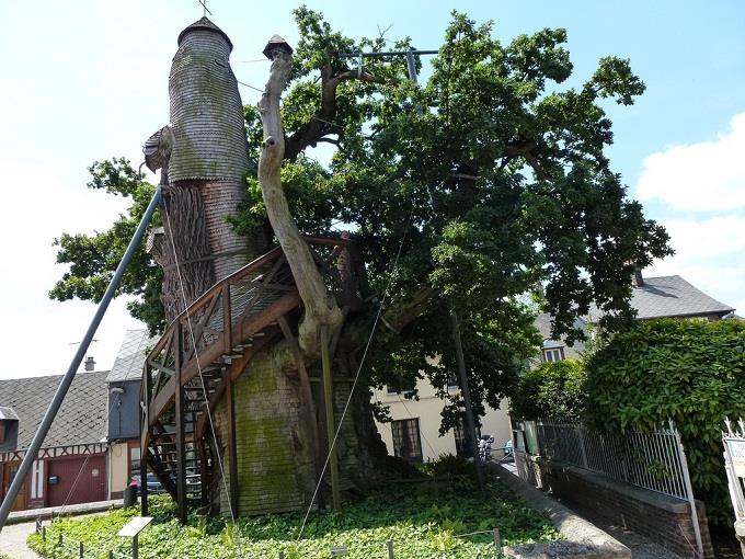 Cây sồi,quercus,nhà thờ cây sồi,nhà thờ độc đáo trên cây sồi nghìn tuổi ở nước Pháp