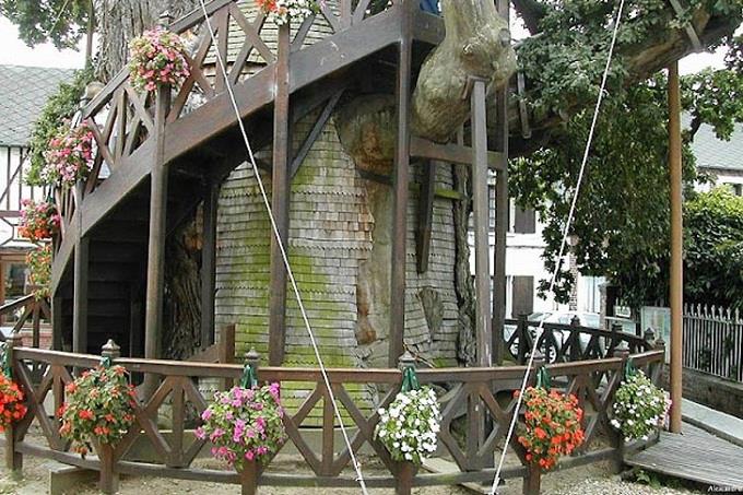 Cây sồi,quercus,nhà thờ cây sồi,nhà thờ độc đáo trên cây sồi nghìn tuổi ở nước Pháp